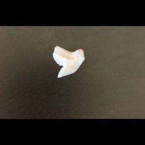Genuine Tiger Shark Tooth